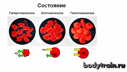 Водний баланс в організмі людини, вплив на вагу (організмі) Водний баланс в організмі людини, вплив на вагу