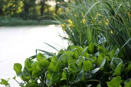 Водойма на ділянці очищення природного ставка, купальня з водоймою, рослини для ставка, берега,