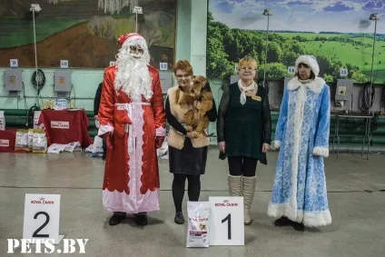У Мінську відбулася республіканська виставка собак всіх порід «різдвяні зустрічі - 2016»