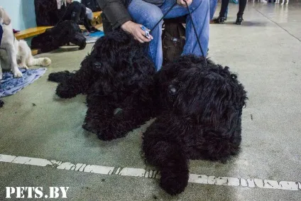 У Мінську відбулася республіканська виставка собак всіх порід «різдвяні зустрічі - 2016»