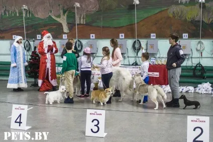 У Мінську відбулася республіканська виставка собак всіх порід «різдвяні зустрічі - 2016»