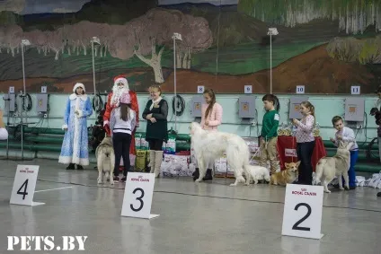 У Мінську відбулася республіканська виставка собак всіх порід «різдвяні зустрічі - 2016»