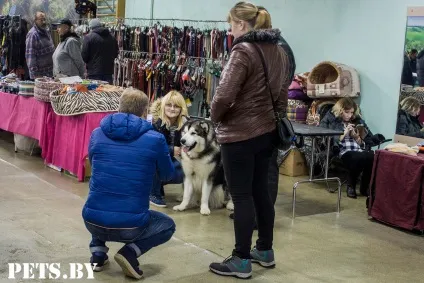 У Мінську відбулася республіканська виставка собак всіх порід «різдвяні зустрічі - 2016»