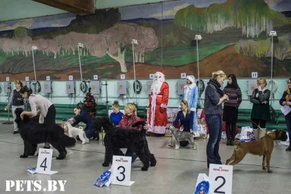 У Мінську відбулася республіканська виставка собак всіх порід «різдвяні зустрічі - 2016»