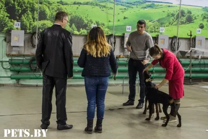 У Мінську відбулася республіканська виставка собак всіх порід «різдвяні зустрічі - 2016»