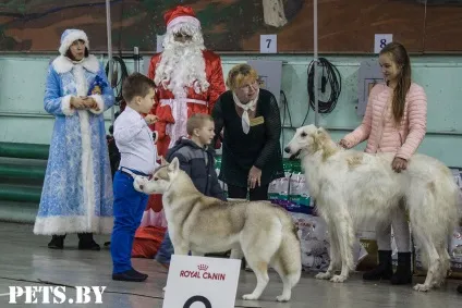 У Мінську відбулася республіканська виставка собак всіх порід «різдвяні зустрічі - 2016»
