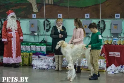 У Мінську відбулася республіканська виставка собак всіх порід «різдвяні зустрічі - 2016»