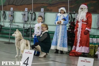 У Мінську відбулася республіканська виставка собак всіх порід «різдвяні зустрічі - 2016»