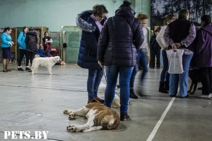 У Мінську відбулася республіканська виставка собак всіх порід «різдвяні зустрічі - 2016»