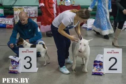 У Мінську відбулася республіканська виставка собак всіх порід «різдвяні зустрічі - 2016»