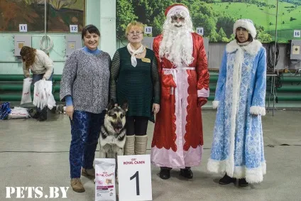 У Мінську відбулася республіканська виставка собак всіх порід «різдвяні зустрічі - 2016»