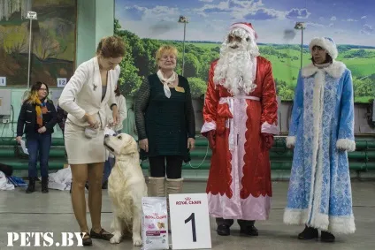 У Мінську відбулася республіканська виставка собак всіх порід «різдвяні зустрічі - 2016»