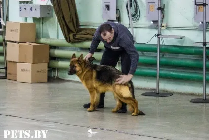 У Мінську відбулася республіканська виставка собак всіх порід «різдвяні зустрічі - 2016»