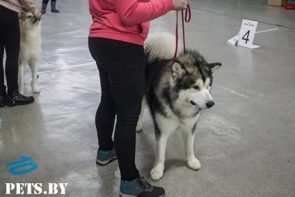 У Мінську відбулася республіканська виставка собак всіх порід «різдвяні зустрічі - 2016»