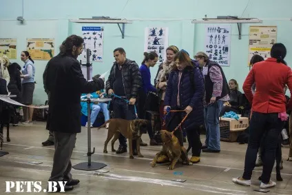 У Мінську відбулася республіканська виставка собак всіх порід «різдвяні зустрічі - 2016»