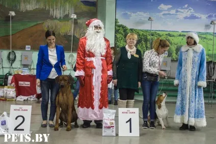 У Мінську відбулася республіканська виставка собак всіх порід «різдвяні зустрічі - 2016»