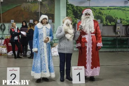 У Мінську відбулася республіканська виставка собак всіх порід «різдвяні зустрічі - 2016»