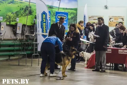 У Мінську відбулася республіканська виставка собак всіх порід «різдвяні зустрічі - 2016»