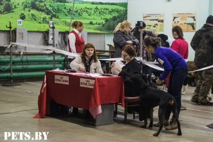 У Мінську відбулася республіканська виставка собак всіх порід «різдвяні зустрічі - 2016»