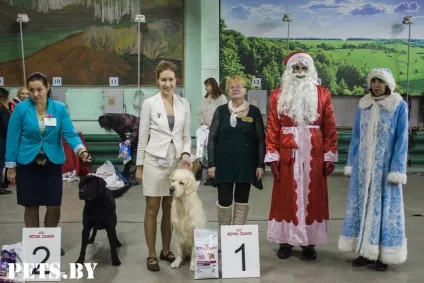 У Мінську відбулася республіканська виставка собак всіх порід «різдвяні зустрічі - 2016»