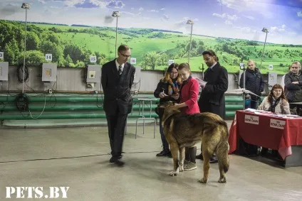 У Мінську відбулася республіканська виставка собак всіх порід «різдвяні зустрічі - 2016»