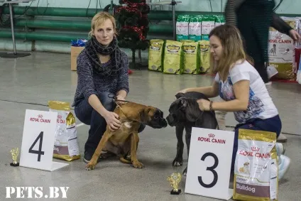 У Мінську відбулася республіканська виставка собак всіх порід «різдвяні зустрічі - 2016»
