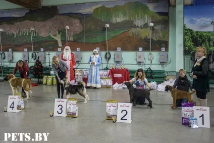 У Мінську відбулася республіканська виставка собак всіх порід «різдвяні зустрічі - 2016»