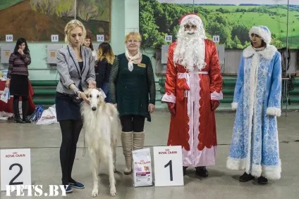 У Мінську відбулася республіканська виставка собак всіх порід «різдвяні зустрічі - 2016»