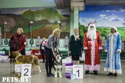 У Мінську відбулася республіканська виставка собак всіх порід «різдвяні зустрічі - 2016»