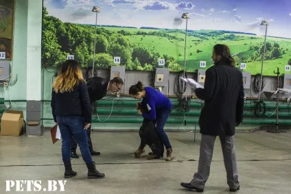 У Мінську відбулася республіканська виставка собак всіх порід «різдвяні зустрічі - 2016»