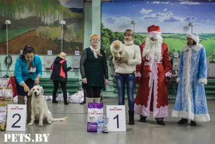 У Мінську відбулася республіканська виставка собак всіх порід «різдвяні зустрічі - 2016»