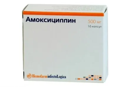 Запалення легенів у собак симптоми пневмонії та лікування (легких) Запалення легенів у собак симптоми пневмонії та лікування