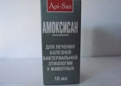 Запалення легенів у собак симптоми пневмонії та лікування (легких) Запалення легенів у собак симптоми пневмонії та лікування