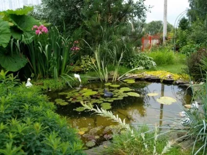Водойма на ділянці очищення природного ставка, купальня з водоймою, рослини для ставка, берега,