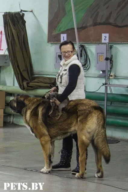 У Мінську відбулася республіканська виставка собак всіх порід «різдвяні зустрічі - 2016»