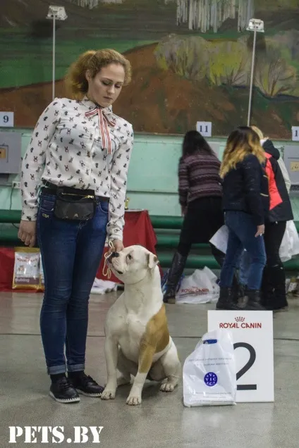 У Мінську відбулася республіканська виставка собак всіх порід «різдвяні зустрічі - 2016»