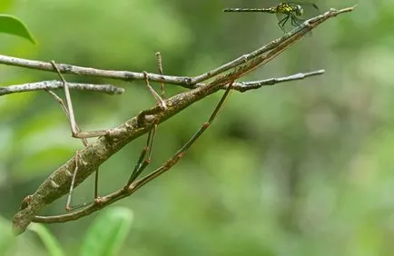 Masters de deghizare printre insecte, știință și viață