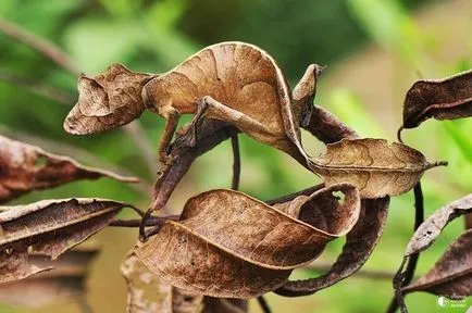 Master of Disguise - vom călători împreună