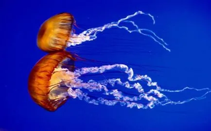 Oroszlán sörénye medúza és más veszélyes képviselői a mélytengeri