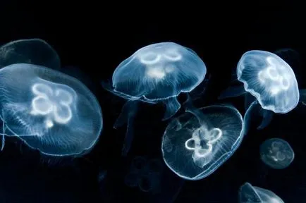 грива медузи Лион и други опасни представители на морските дълбини