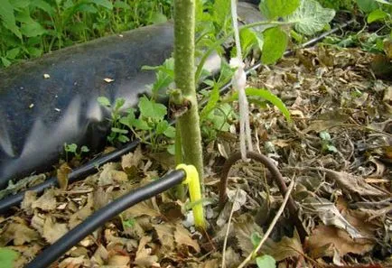 Rézvezeték paradicsom - Phytophthora védelem