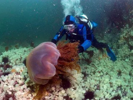 meduze coamă Lion și alți reprezentanți ai periculoase la mare adâncime