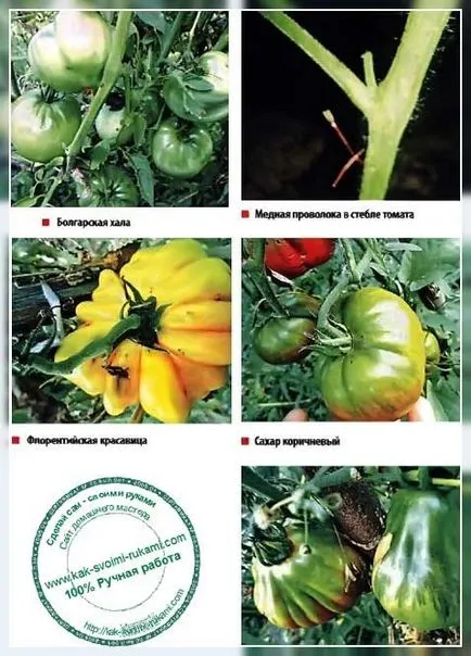 sârmă de cupru de la Phytophthora la tomate - comentarii, cu propriile lor mâini - cum să profite la maximum