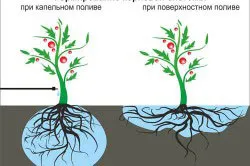 Mikro-öntözés fő összetevői a rendszer, a telepítés a saját kezét