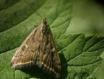 Leküzdésére tett intézkedések webworm hogy elpusztítsák az ellenséges