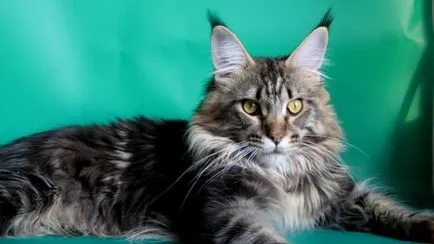 Maine Coon - fekete márvány (40 fotó)