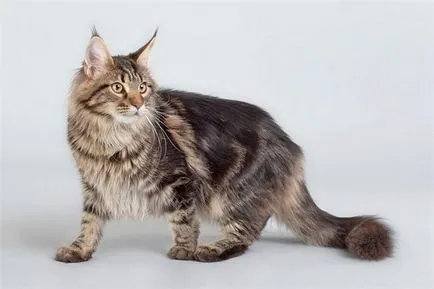 Maine Coon - fekete márvány (40 fotó)