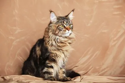 Maine Coon - fekete márvány (40 fotó)