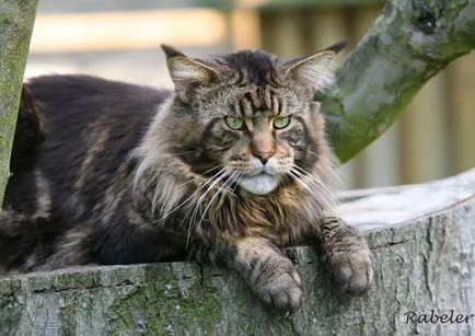 Maine Coon - fekete márvány (40 fotó)