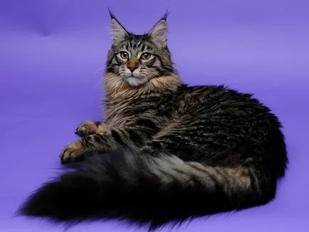 Maine Coon - fekete márvány (40 fotó)